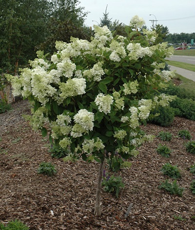 Little Lamb Hydrangea  Tree form Scientific name: Hydrangea 